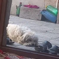 سگ پاکوتاه