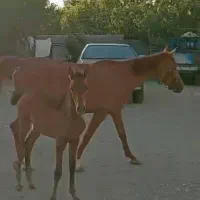 اسب