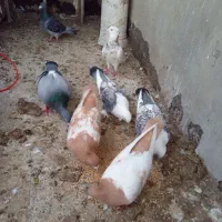 کبوتر طوقی با سینه زرد فروشی