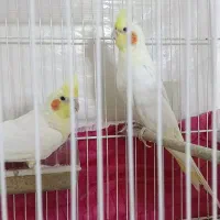 جفت عروس هلندی نر ماده|پرنده|مشهد, رسالت|دیوار