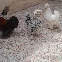 مرغ و خروس سلطان