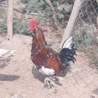 خروس محلی