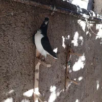 شهری|پرنده|پاسارگاد, |دیوار