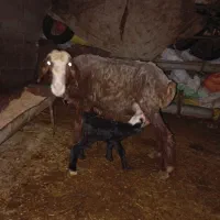 گوسفند بره دار. دوقلو
