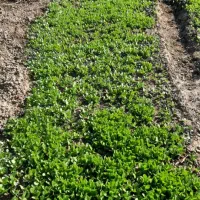 بذرکاهو|گل و گیاه طبیعی|آزادشهر, |دیوار