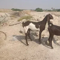 فروش بز و کهره بندر دیر