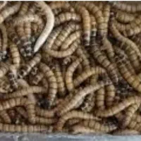 کرم سوپر ورم