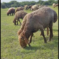بره شیشک نر  بز بزقاله  همه وزن