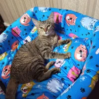 گربه شناسنامه واگذار می شه