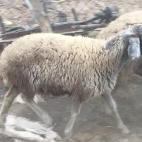 دوراس بزقاله نر دوراس بره ماده|حیوانات مزرعه|جوادآباد, |دیوار