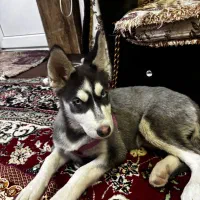 هاسکی ماده