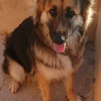 ژرمن شولاین ۹ ماهه ماده|سگ|قزوین, |دیوار