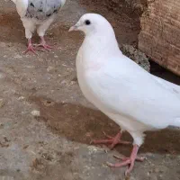 خورموج کبوتر سفید حلقه پا ابی و طلایی فلزی