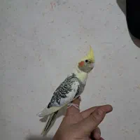 جوجه عروس هلندی|پرنده|اسلامشهر, مطهری|دیوار