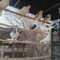 کبوتر پشتدار زینتی و دمچتری|پرنده|جوادآباد, |دیوار