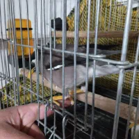 مینا اهلی  نر 2500با قفس|پرنده|فردیس, شهرک ناز|دیوار