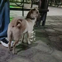 سگ پامر پاکوتاه