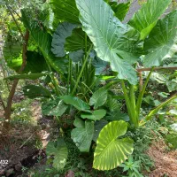 گل بابا آدم ( آلوکازیا )