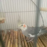 عروس هلنلدی ماده سینامون