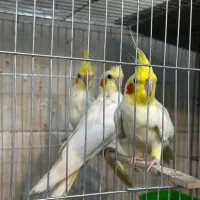 عروس هلندی لوتینو|پرنده|شیراز, بازار|دیوار