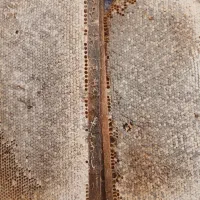 عسل طبیعی ۲۹۰ هزار