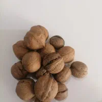 گردو