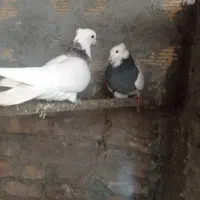 کفتر طوطی ‌و پرشی