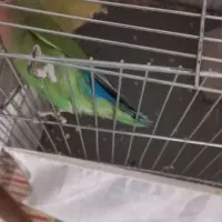 یک جفت کوتوله برزیلی زیبا و قشنگ