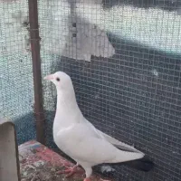 کفتردم سیاه|پرنده|خوسف, |دیوار