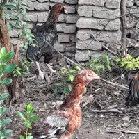 مرغ لاری