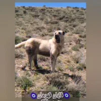 سرابی نر اصیل از نوه بزسر خاب|سگ|مشهد, میان ولایت|دیوار