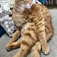 واگذاری گربه