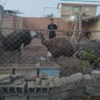 فروشی شترمرغ
