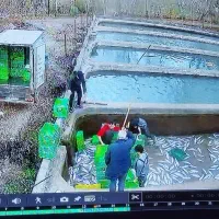 سرمایه‌گذاری و مشارکت در پرورش قزل الا