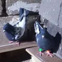 یک جفت سینه و یک ساده|پرنده|تربت جام, جامرود|دیوار