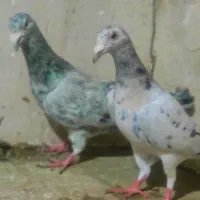 سار هفت رنگ خطی