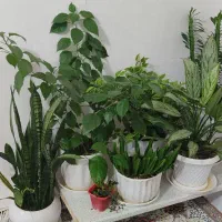 گل وگیاه|گل و گیاه طبیعی|کامیاران, |دیوار