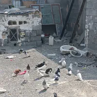 کفتر رودان|پرنده|میناب, |دیوار