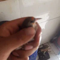 سهره|پرنده|نسیم‌شهر, |دیوار