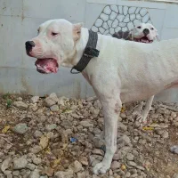 داگو آرژانتینی