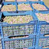 گل محمدی تر و خشک دارابی و لاله زاری