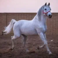 اسب مادیان کورسی