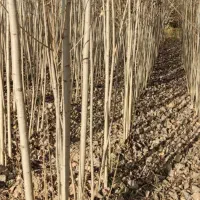 چوب صنوبر تازه و با کیفیت