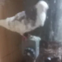 کبوترخوشکل