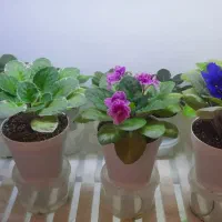 گل بنفشه آفریقایی