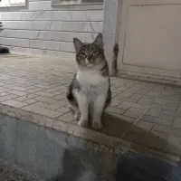 واگذاری گربه خانگی