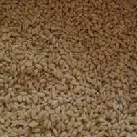 بذر گندم پیشگام و میهن گواهی شده