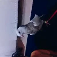 جوجه طوقی هفت رنگ خوشکل پرداخته ۸۰۰ تازه دستی شده|پرنده|تربت جام, تیپ ۳۸ زرهی تربت جام|دیوار