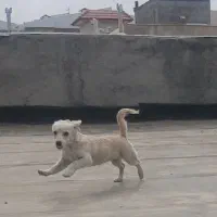 واگذاری سگ پاکوتاه و چابک