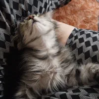 بچه گربه نازو دوست داشتنی|گربه|خوی, |دیوار